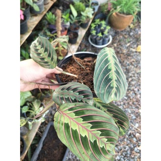 คล้ามารันต้าเรด กระถาง4" ไม้มงคล maranta red