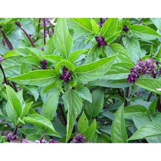 Potter - Basil Cinnamon herb seeds, 30 seeds [Local Seller!快送!] มะละกอ/คื่นฉ่าย/กุหลาบ/กระโปรง/หมวก/สวน/เมล็ด/เด็ก/ดอกทา