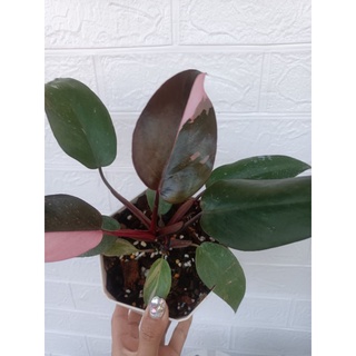 Philodendron pink princess พิ้งปริ้นเซส เจ้าหญิงสีชมพู