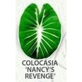 บอนแนนซี่ Colocasia Nancy's Revenge