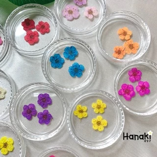 【พร้อมส่ง】ดอกพลัม ดอกพลัมทับแห้ง (Plum)💐กระปุกละ 10 ดอก Pressed Flowers💐