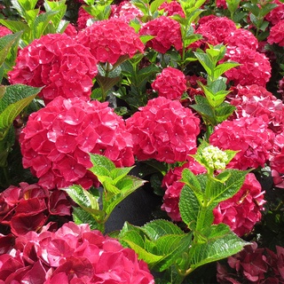 20 เมล็ด เมล็ดไฮเดรนเจีย Hydrangea Seeds สีแดง ไฮเดรนเยียสายพันธุ์ฝรั่งเศส