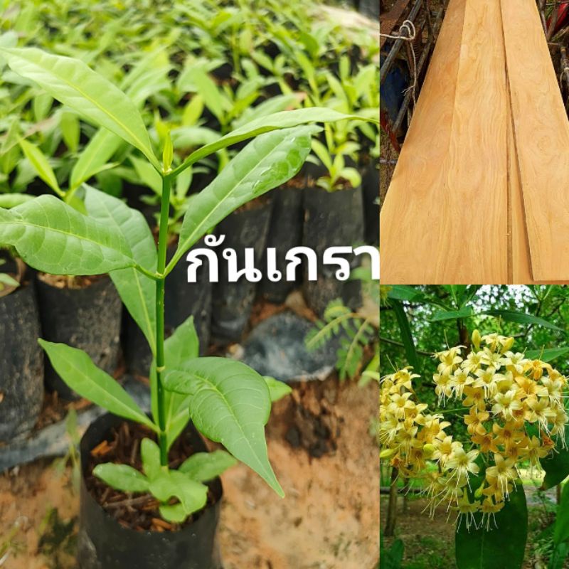 ต้นกันเกรา ขนาดต้น 15-20ซม. ไม้เนื้อสวย ไม้ล้อมทรงสวย ไม้มงคลดอกหอม