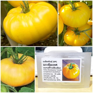 เมล็ดพันธุ์ มะเขือเทศ แบรนดี้ไวน์สีเหลือง (Yellow Brandywine Tomato Seed) บรรจุ 200 เมล็ด คุณภาพดี ราคาถูก ของแท้ 100%