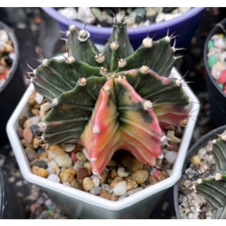 ยิมโนด่าง (1) LB Hybrid ด่าง ไม้เมล็ด Gymnocalycium LBHB แอลบีไฮบริดด่าง แคคตัสแอลบี กระบองเพชร cactus ส่งทั้งกระถาง