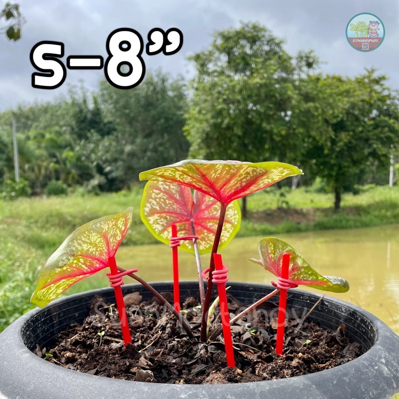 ก้านค้ำบอนสี/ไม้ค้ำบอนสี (12 ก้าน) พลาสติกแข็ง ห่วงสายไฟทองแดง อ่อนโยนต่อต้นบอน ราคา ถูกที่สุด ดีลบีเคเค แกลเลอรีภาพที่ 7