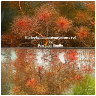 Myriophyllum matogrossense red