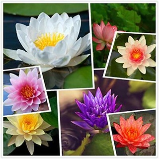 7 เมล็ด เมล็ดบัว คละสี ดอกใหญ่ สายพันธุ์เมล็ดบัว ดอกบัว Lotus seeds