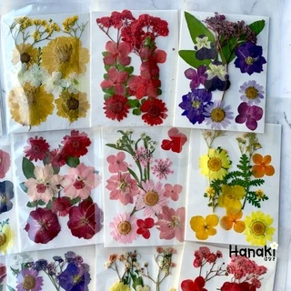 [พร้อมส่ง]Setดอกไม้จริงทับแห้ง Pressed Flowers💐