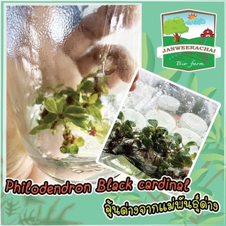 Blackcadinal แบล็คคาดินัล เนื้อเยื่อลุ้นด่าง  (จากแม่ด่างเบอร์2) ชุด 5 ต้น