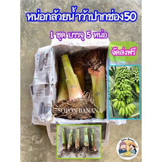 หน่อกล้วยน้ำว้าปากช่อง50 แพ็ค5หน่อ(จัดส่งฟรี) พร้อมปลูก ทุกหน่อผ่านการฆ่าเชื้อเป็นที่เรียบร้อยแล้ว