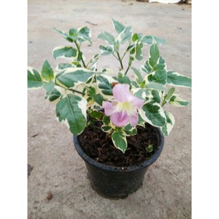 อ่อมแซ่บ,อ่อมแซ่บใบด่าง, ย่าหยา, เบญจรงค์ 5 สี ,ตำลึงหวาน, บุษบาพารวย