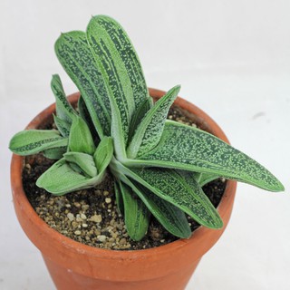 (jiswn)Gasteria Little Warty 10-12cmแกสทีเรียกราชิลิสเบเคอกุหลาบหินนำเข้า ไม้อวบน้ำ Succulents (ไลทอป Lithops แคคตัส)