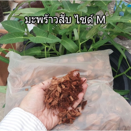 มะพร้าวสับ ไซด์ M เหมาะกับการปลูกพืชทุกชนิด ปลูกแคตตัส ดอกไม้ กุหลาบ กล้วยไม้ รองก้นกระถาง