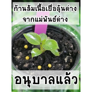 (ไม่ต้องอบต่อ) ต้นฟิโลเดนดรอนก้านส้ม (Philodendron billietiae) ไม้เนื้อเยื่อลุ้นด่างจากแม่พันธุ์ด่าง