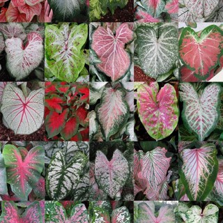 เมล็ดบอนสีราชินีใบไม้ Caladium Mixes Seeds 200แคปซูล/1ซอง #FL04