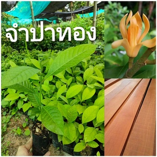 จำปาทอง,ต้นไม้เศรษฐกิจหายาก,ไม้ดอกหอม,มีสรรพคุณทางยา