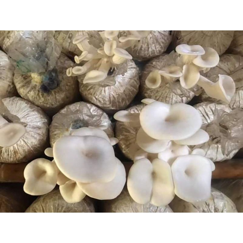 ก้อนเชื้อเห็ดนางฟ้า เห็ดดกก้อนใหญ่ พร้อมส่ง