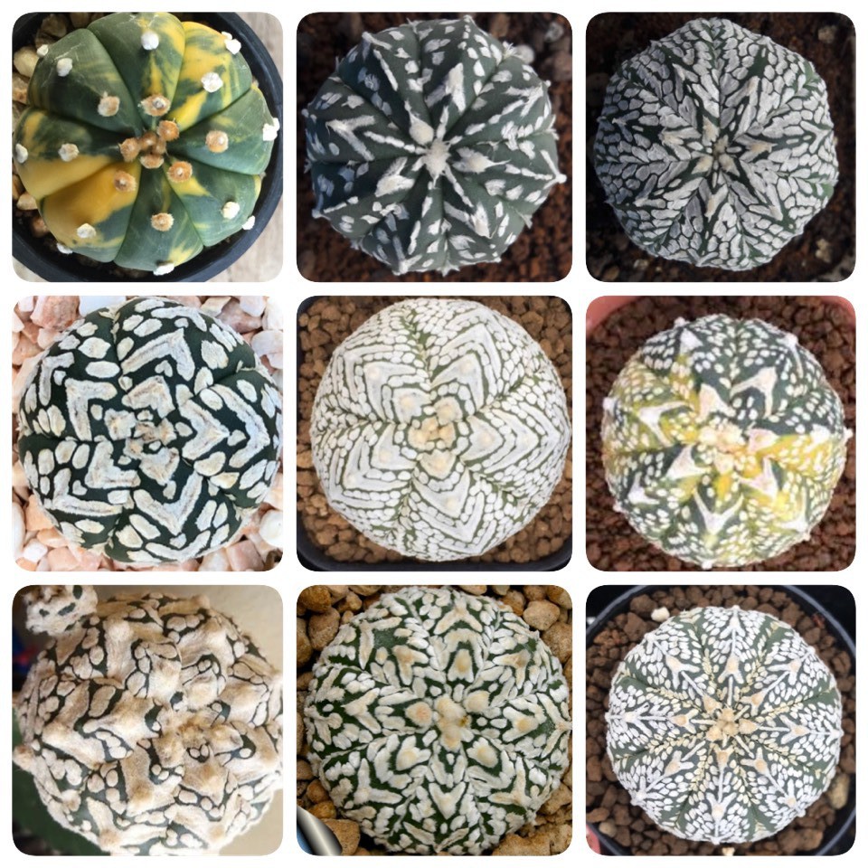 เมล็ดพันธุ์ แอสโตร วี ด่าง ซุปเปอร์ นูดัม 5 พู ปลาดาว Mix 10 เมล็ด astro v super nudum cactus กระบอง