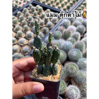 🌵#ตุ๊กตาไม้แคคตัส #ตุ๊กตาไม้🌵🪆