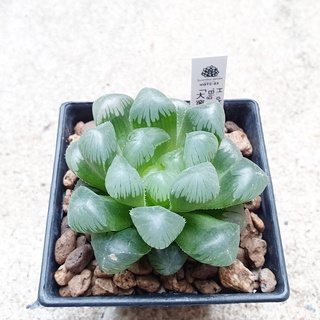 พร้อมส่ง!!ฮาโวเทีย Haworthia obtusa hybrid Big Window จัดส่งแบบล้างราก