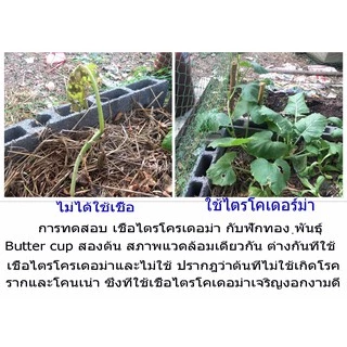 หัวเชื้อ เชื้อไตรโคเดอร์ม่า (Trichoderma ) ชนิดน้ำกำจัดโรครากเน่า โคนเน่า แคงเกอร์ ใบจุด ราสนิม