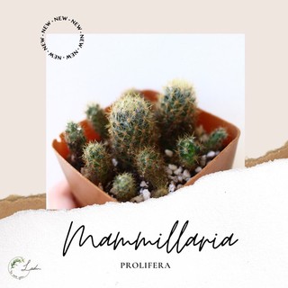 [ซื้อขั้นต่ำ 5 ต้น] Mammillaria prolifera แมมเม็ดพริกดอกเหลือง