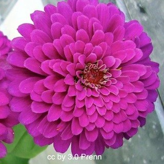 เมล็ด ดอกบานชื่นสีม่วง - Mixed Purple Zinnia Flower