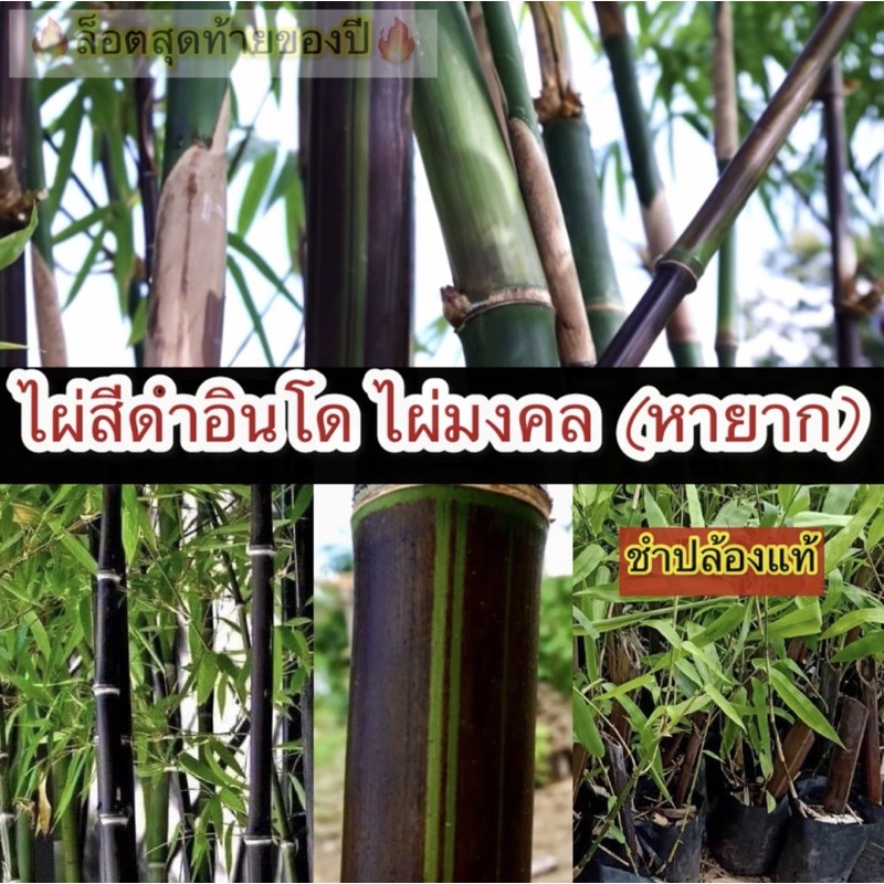 ต้นไผ่ดำอินโดนีเซีย แท้ % (พันธุ์หายาก)