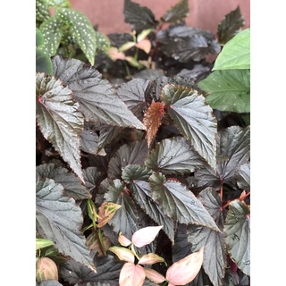 🔥‼️ตรงปก บีโกเนีย มังกรแดง (Begonia sp.)