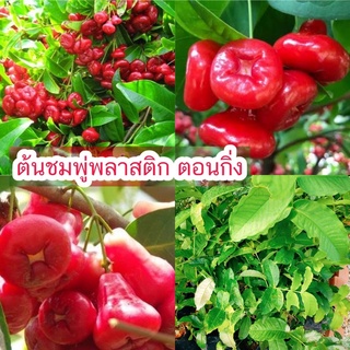 ชมพู่พลาสติกสีแดงตอนกิ่ง สีแดง หรือ สีขาว