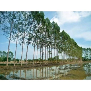 ยูคาลิปตัส (จำนวน 50 ต้น) พันธุ์คามาลดูเลนซิส EUCALYPTUS CAMALDULENSIS