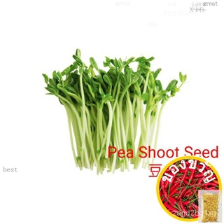 Benih Pea Shoot / ถั่วเมล็ด/ Pea Shoot Seed Fast Shipping男装/木瓜/生菜/芹菜/苹果/香菜/母婴/头饰/内裤/帽子/ TBWR