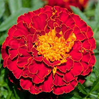 ดาวเรืองฝรั่งเศส🎈สีแดง🎯ถูกที่สุด 10 บ.🎯5 เมล็ด🎈งอกง่าย🌼โตไว🔥ดอกดกสวย🌼