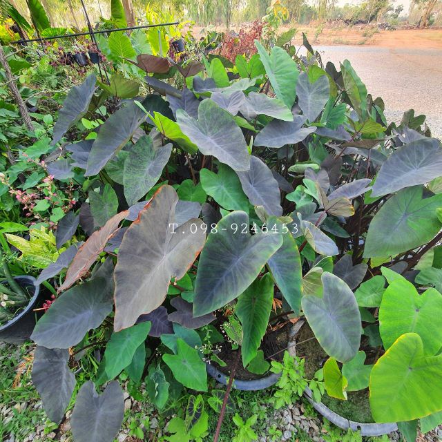 บอนดำ ส่งยกกระถาง Colocasia Esculenta Black Magic