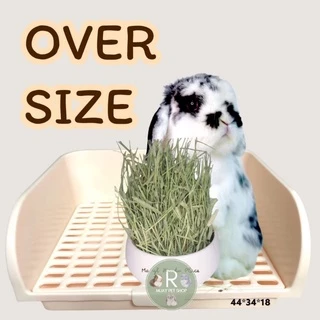 ห้องน้ำกระต่าย oversize (จัมโบ้)