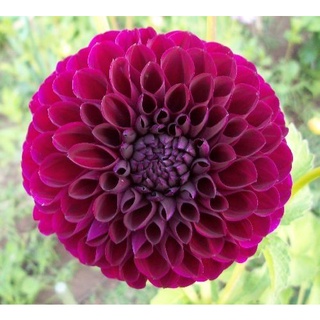 เมล็ดพันธุ์ dahlia pinnata pompon 30 เมล็ด เมล็ดพันธุ์นำเข้าจาก อังกฤษ