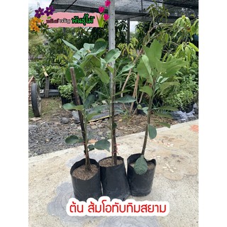 ต้นส้มโอทับทิมสยาม พร้อมส่ง