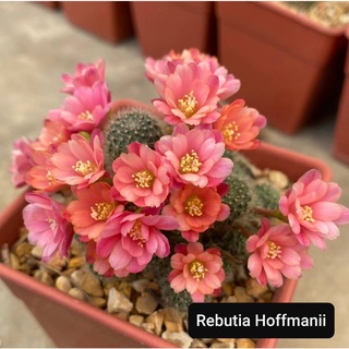 Cactus Rebetia Hoffmanii รีบูเทียสีโอรส R004