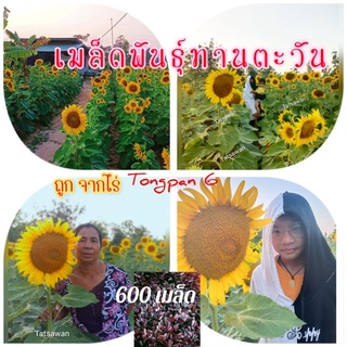 เมล็ดพันธุ์ทานตะวัน 600เมล็ด ดอกใหญ่สวยงาม ปลูกประดับตามงานต่างๆ ทนแล้งให้ผลผลิตสูง