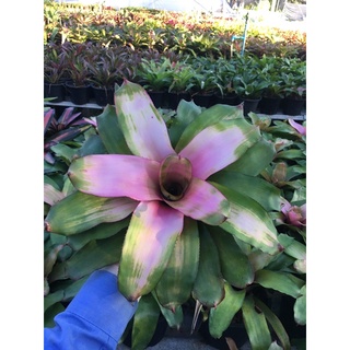 Neo Michi นีโอมิชิ  # สับประรดสี# Bromeliad #ต้นไม้สวยงาม# ไม้ประดับ# ตกแต่งสวน# ปลูกตกแต่งบ้านหรือคอนโด