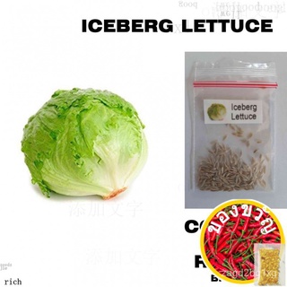 LETTUCE ICEBERG 50 SEEDS50 seeds (not live plants)GrassColorMixFlowerMarigoldZinniaSunFlowerCosmosRussianManila MEUH