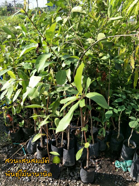 ต้นลูกหว้าลูกใหญ่ ขนาดต้นสูง 60-80 เซนติเมตร (1 แถม 1)