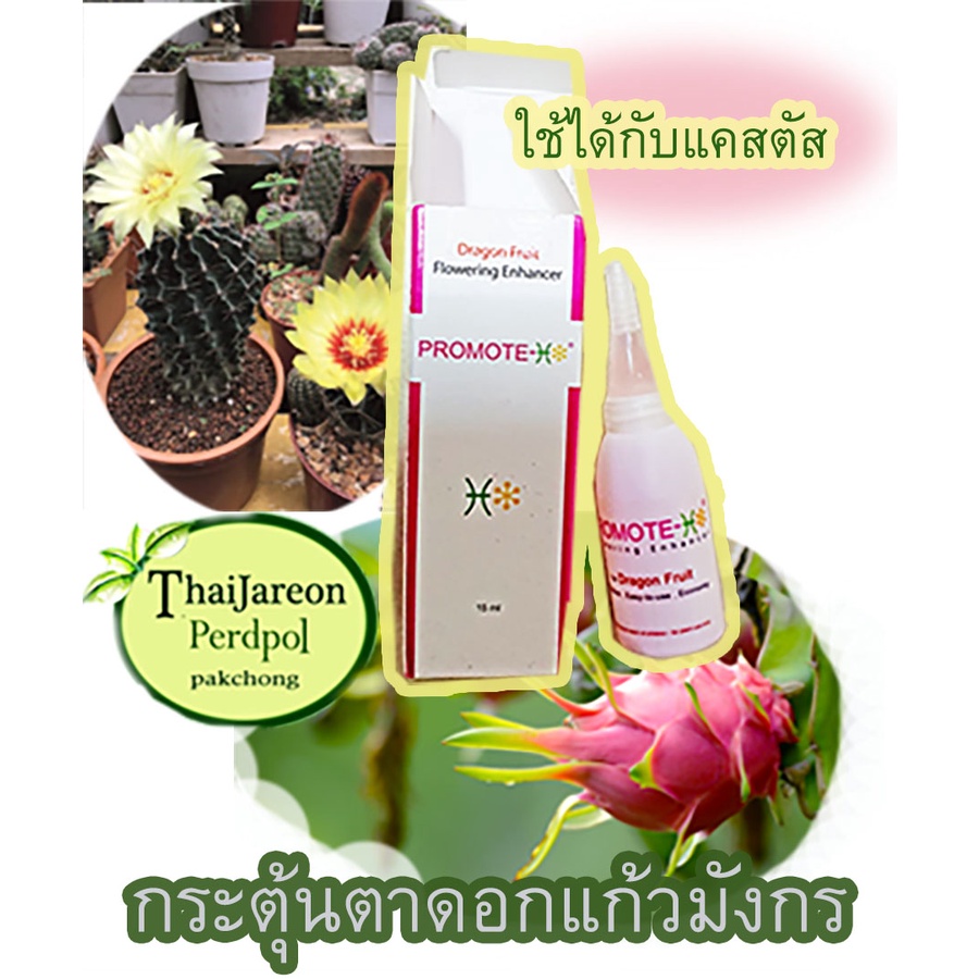 ยาแต้มตาดอกแก้วมังกร โปรโมท เอช (Promote-H) แก้วมังกรนอกฤดู กระตุ้นการเกิดตาดอก ใช้ได้กับแคสตัสด้วย
