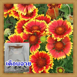 เมล็ดดอกเดือนฉาย100เมล็ด