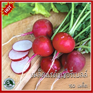 150 เมล็ด แรดิชเชอรี่เบลล์ Cherry Belle Radish เมล็ดแรดิชเชอรี่เบลล์ เมล็ดแรดิช แรดิช เมล็ดพันธุ์แรดิช