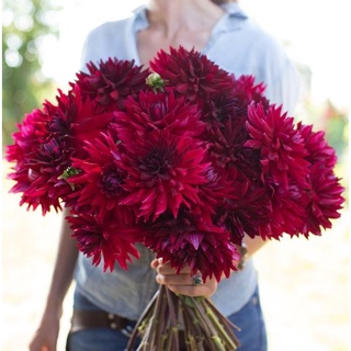 1 หัว/ออเดอร์ รักเร่ Dahlia สายพันธุ์ Loverboy หัวรักเร่