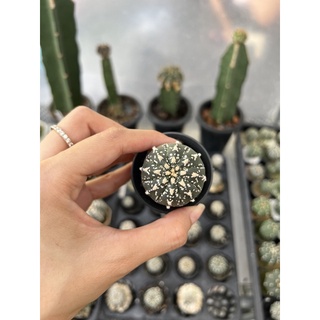 แอสโตรไฟตัม (Astrophytum super v) ไม้เมล็ด Size 3cm