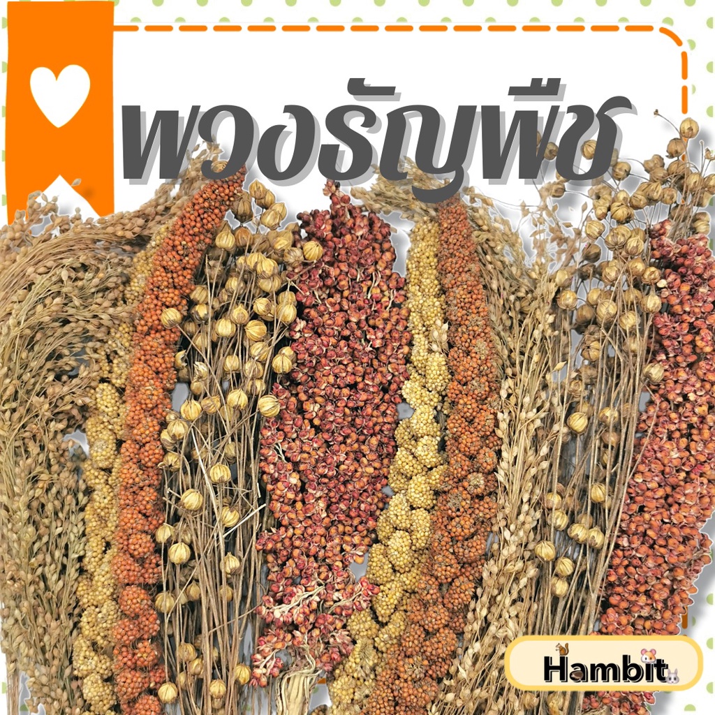 Hambit. พวงมิลเล็ต ธัญพืช สเปรย์ อาหารนกและสัตว์ฟันแทะ