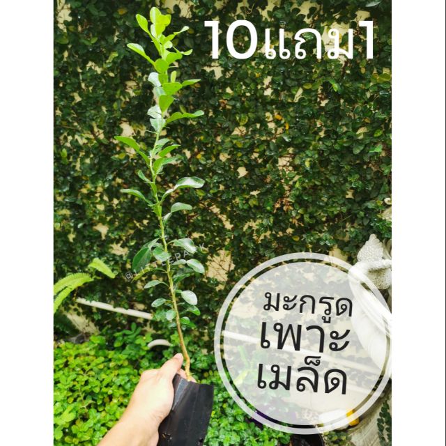 ต้นมะกรูด​ เพาะเมล็ดสูง​20-30ซม